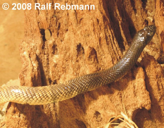 Aspidelaps lubricus infuscatus Bild04